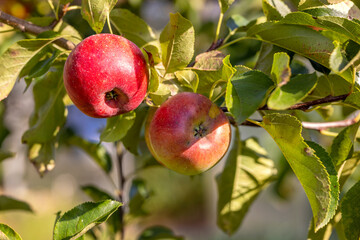 Ripe red apples in an orchard hanging on a tree branch in the evening sun. Autumn home harvest