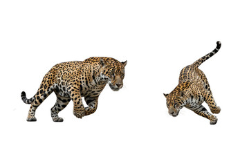 Jaguars in Dynamic Poses