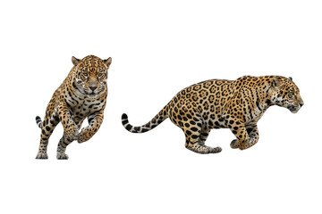 Jaguars in Motion on Transparent Background