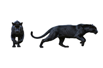 Isolated Black Panthers: Front and Side Views