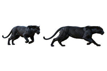 Two Black Panthers Running Isolated