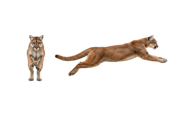 Puma Running and Standing, Isolated on Transparent Background