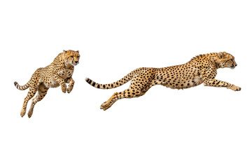 Two Cheetahs in Dynamic Motion, Transparent Background