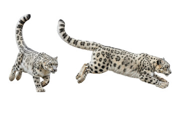 Two Snow Leopards in Dynamic Motion on Transparent Background
