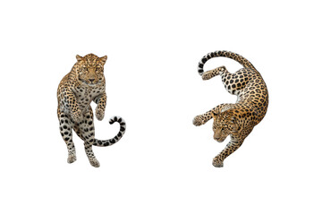Dynamic Leopards in Motion, Isolated