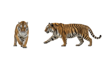 Two Isolated Tigers Walking