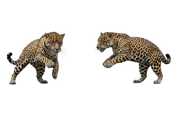 Two Dynamic Jaguars Pouncing Isolated