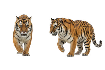 Two Majestic Tigers Walking - Isolated on Transparent Background
