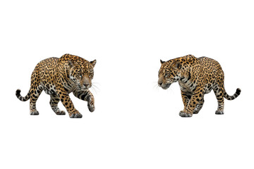 Two Jaguars Walking, Transparent Background