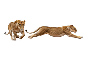 Two Lionesses Running, Isolated on Transparent Background