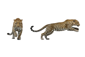 Two Leopards Isolated: Walking and Jumping