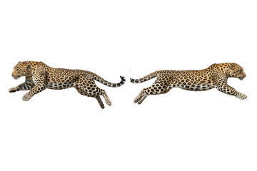 Leaping Leopards Duo on Transparent Background