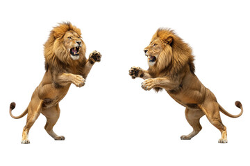 Two Roaring Male Lions Rearing Up Isolated