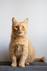 Curious Beautiful Ginger Cat Looking Straight at Camera 