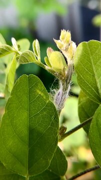 A mealybug infestation on a lush green leaf, the white cotton-like substances coating their bodies