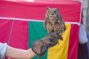 tame owl at a birds of prey show