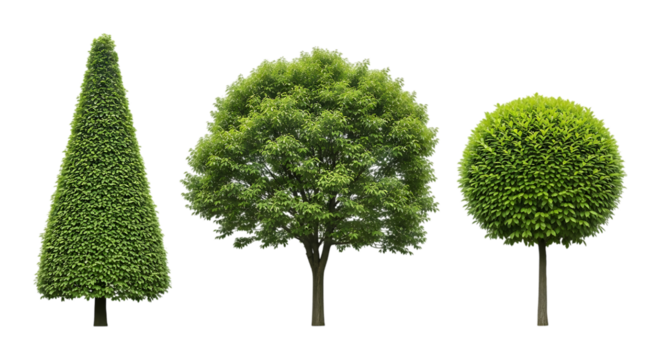Three topiary trees in different shapes isolated on transparent background - Powered by Adobe