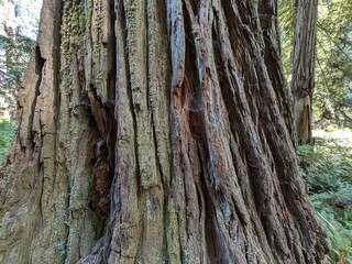 Klamath, CA – September 15, 2025
Close-up of massive redwood bark covered in green fungus and cobwebs in Klamath, California, showing texture, life, and the clean-air health of the forest.