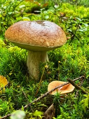 Boletus mushroom in Bavarian forest with moss.