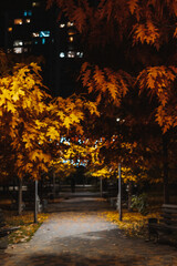Naklejka premium Autumn park path at night with illuminated oak trees and city lights. The golden leaves of the trees are lit up at night, creating a beautiful and serene atmosphere in the park. Night street lighting.