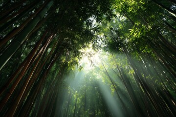 Beautiful bamboo forest illuminated by morning sunlight, creating a peaceful and natural tropical atmosphere. 