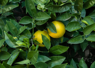Oranges ripening on a tree in a backyard orchard, Los Angeles, Southern California