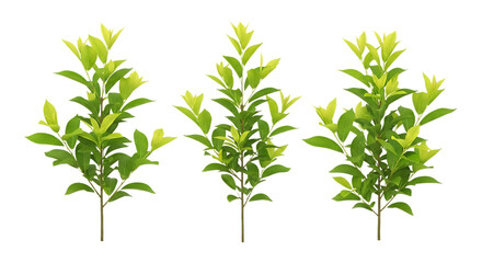 Fototapeta premium Three small green leafy plants isolated on transparent background