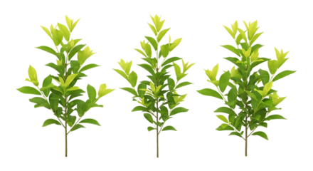 Three small green leafy plants isolated on transparent background