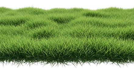 Lush green grass isolated on transparent background
