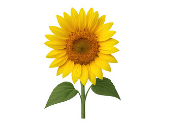 Sunflower head blooming with bright yellow petals, green stem, and leaves on a transparent background
