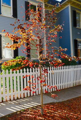 Colorful leaves on young maple tree