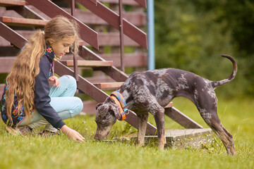 Nice young lady take care of her louisiana leopard dog friends