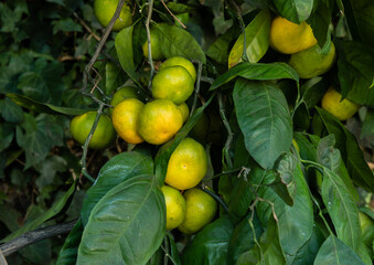 Satsuma mandarins ripening on a tree in a backyard orchard, Los Angeles, Southern California