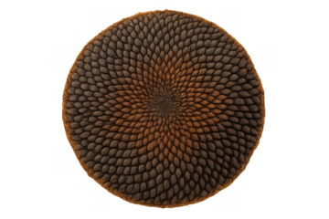 Sunflower seed head displaying natural fibonacci spiral pattern and geometry on transparent background