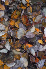 autumn leaves on the ground