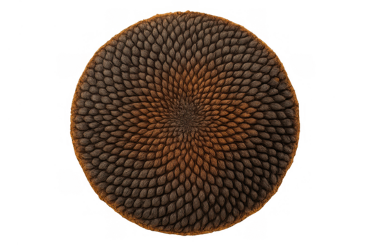 Sunflower seed head displaying natural fibonacci spiral pattern and geometry on transparent background