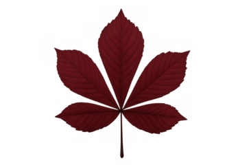 Red buckeye or horse chestnut leaf showing autumn color, palmate foliage with transparent background
