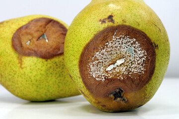 Overripe and rotten pears. Pears covered with mold. Process of spoiling fruits