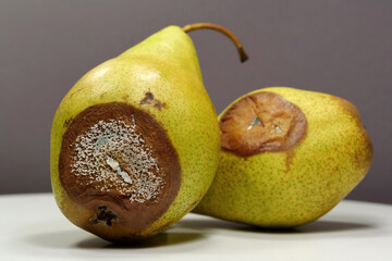 Overripe and rotten pears. Pears covered with mold. Process of spoiling fruits