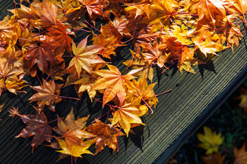 ベンチの上の紅葉