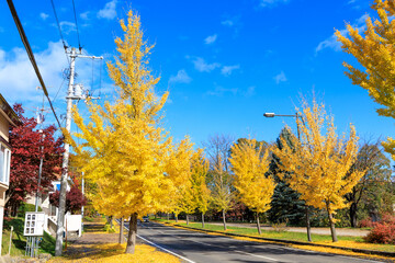 イチョウの並木道