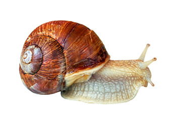 grape snail isolated on transparent background
