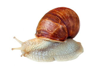 grape snail isolated on transparent background