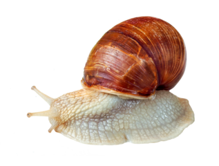 grape snail isolated on transparent background