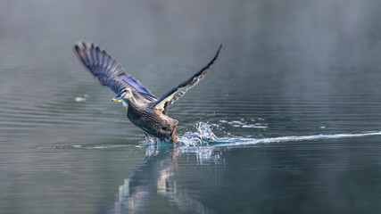 Obraz premium 飛び立つカルガモ