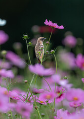 コスモスの枝に止まるノビタキ