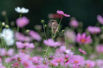 コスモスの枝に止まるノビタキ