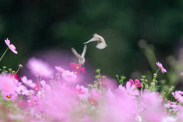 コスモス畑で飛び交うスズメ