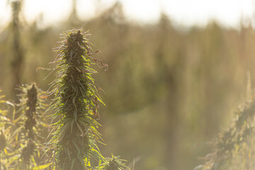 Field landscape with cannabis, used for medical treatment of fatal diseases like cancer, smoking for fun causing addiction, and for industrial use like constructions, textile production, insulation.