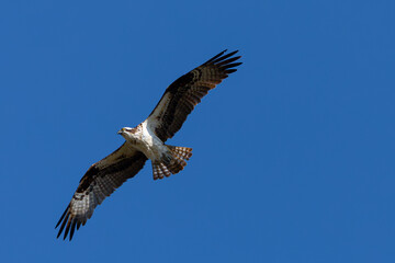 Very close view of an  Osprey (sea hawk) flying in beautiful light, seen in the wild in North California.